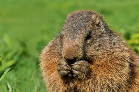 Marmot (Marmota)