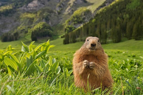 Marmot (Marmota)