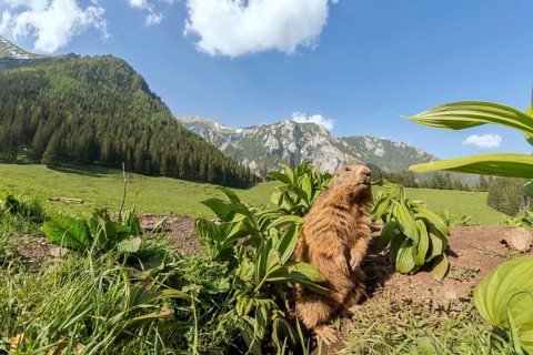 Marmot (Marmota)