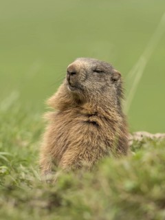 Marmot (Marmota)
