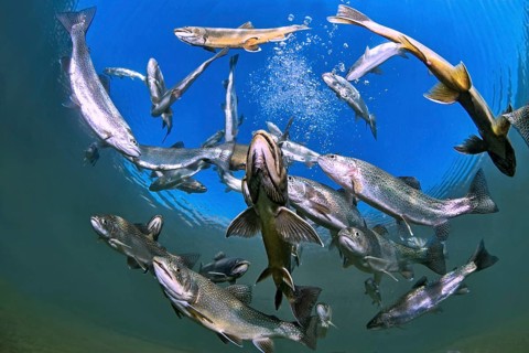Char (Salvelinus) and brown trout (Salmo trutta fario)