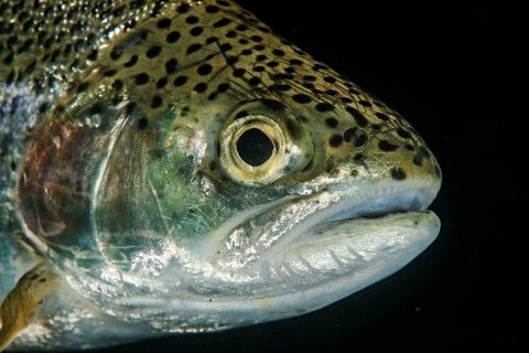 Brown trout (Salmo trutta fario)