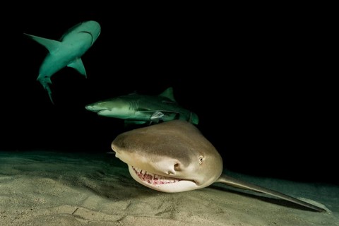 Nightdive