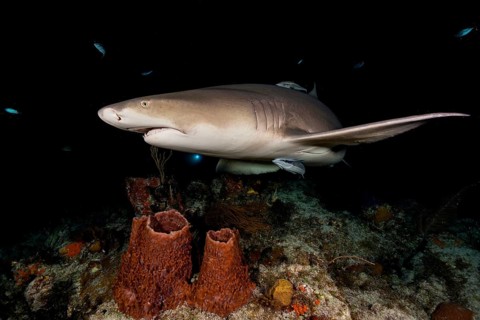 Nightdive