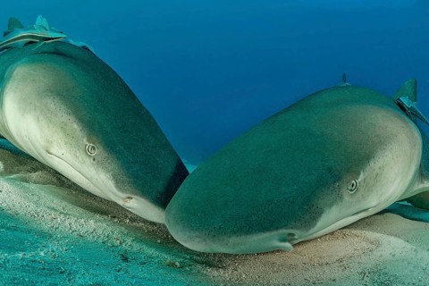 Lemon sharks (Negaprion brevirostris) on the seabed