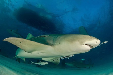 Lemon shark (Negaprion brevirostris) underside