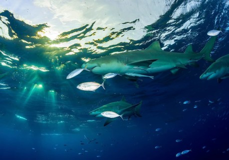 Lemon sharks (Negaprion brevirostris)