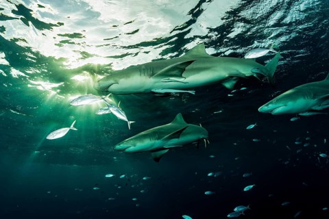 Lemon sharks (Negaprion brevirostris)