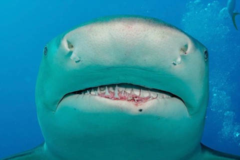 Lemon (Negaprion brevirostris) frontal