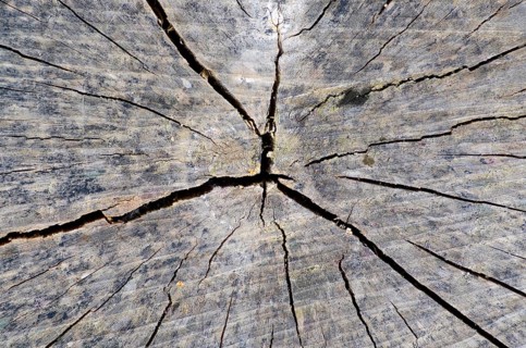 Old cracked tree trunk