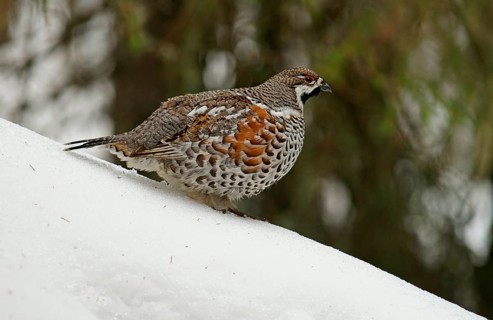 Hazel Grouse (Bonasa bonasia)