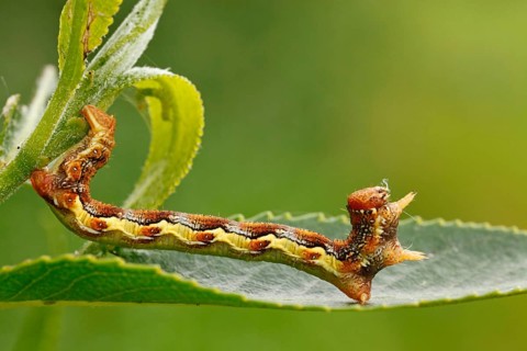 Caterpillar of the Mottled Umber (Erannis defoliaria)