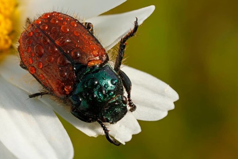 Garden Chafer (Phyllopertha horticola)
