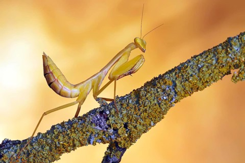 Yen's Red-armed Mantis (Hierodula venosa)