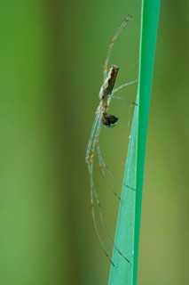 Long-jawed orb-weaver spider (Tetragnatha extensa) with prey