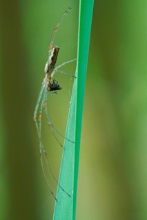 Long-jawed orb-weaver spider (Tetragnatha extensa) with prey