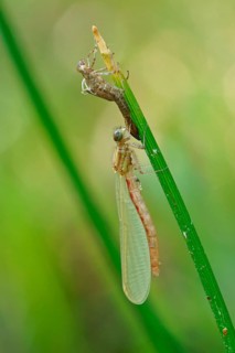 Large red damselfly (Pyrrhosoma nymphula) shortly after hatching