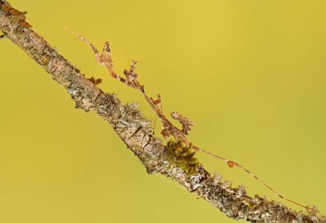Ornate mantis (Gongylus gongylodes)