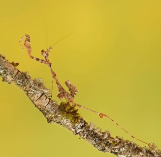 Ornate mantis (Gongylus gongylodes)