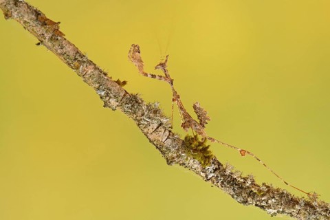 Ornate mantis (Gongylus gongylodes)