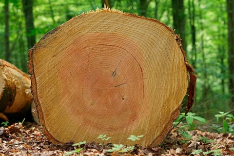 Felled tree