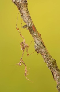 Ornate mantis (Gongylus gongylodes)