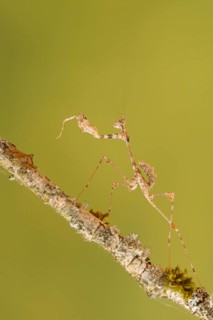 Ornate mantis (Gongylus gongylodes)