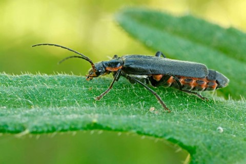 Rustic sailor beetle (Cantharis rustica)