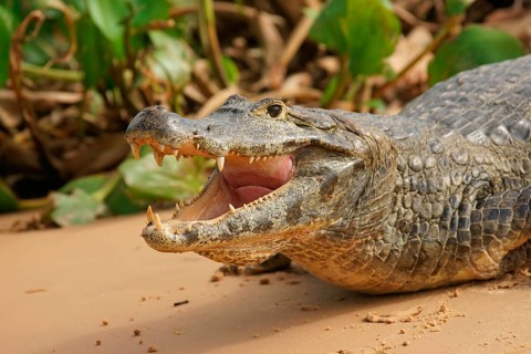 Yacare caiman (Caiman Yacare