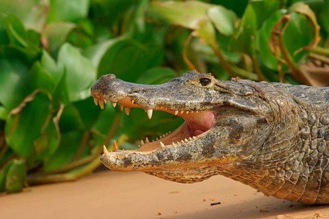 Yacare caiman (Caiman Yacare