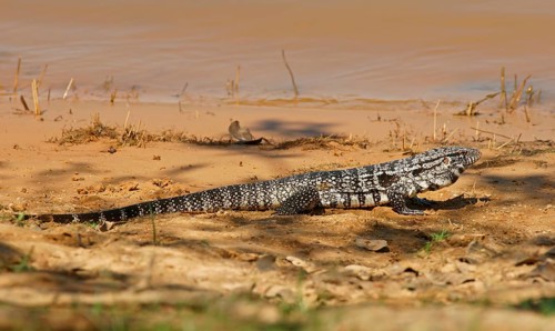Argentine black and white tegu (Salvator merianae