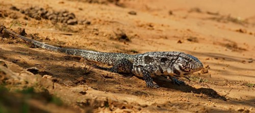 Argentine black and white tegu (Salvator merianae