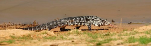 Argentine black and white tegu (Salvator merianae