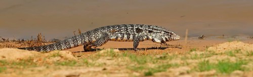 Argentine black and white tegu (Salvator merianae