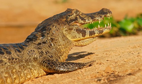 Yacare caiman (Caiman Yacare