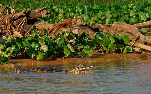 Yacare caiman (Caiman Yacare