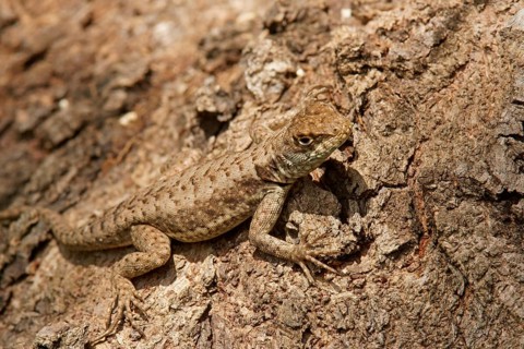Amazon lava lizard (Tropidurus torquatus)