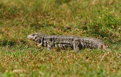 Argentine black and white tegu (Salvator merianae