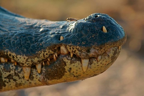 Yacare caiman (Caiman Yacare