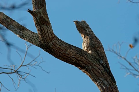Well camouflaged Great Potoo (Nyctibius grandis) on a tree