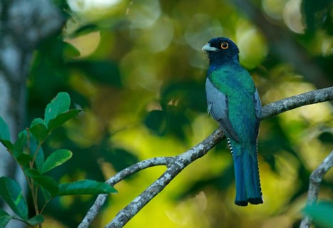 Blue-Crowned Trogon (Trogon curucui)