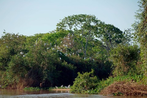 Forest storks (Mycteria americana)
