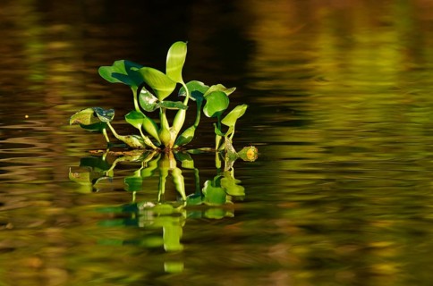 Water hyacinth (Eichhornia crassipes)