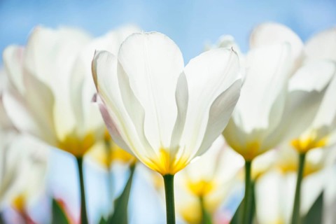 Tulip chalices