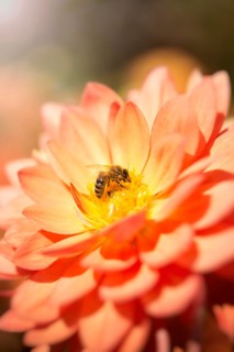 Honeybee (Apis mellifera) on a dahlia flower (Dahlia)