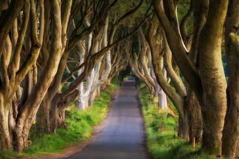 Beech tree avenue