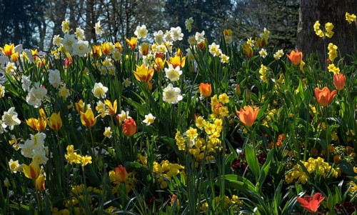 Tulips (Tulipa) and daffodils (Narcissus) in a meadow