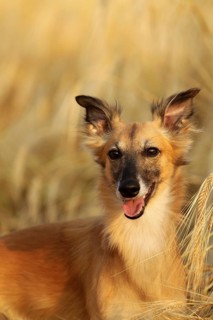 Longhaired Whippet