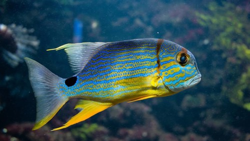 Sailfin snapper (Symphorichthys spilurus)
