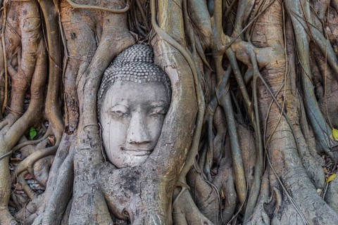 Buddha statue head ingrown in strangler fig roots (Ficus religiosa)